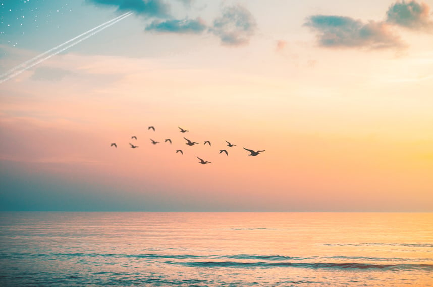 Birds Flying over Water